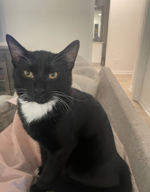 Blackie