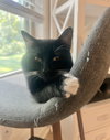 Blackie