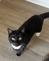 Blackie