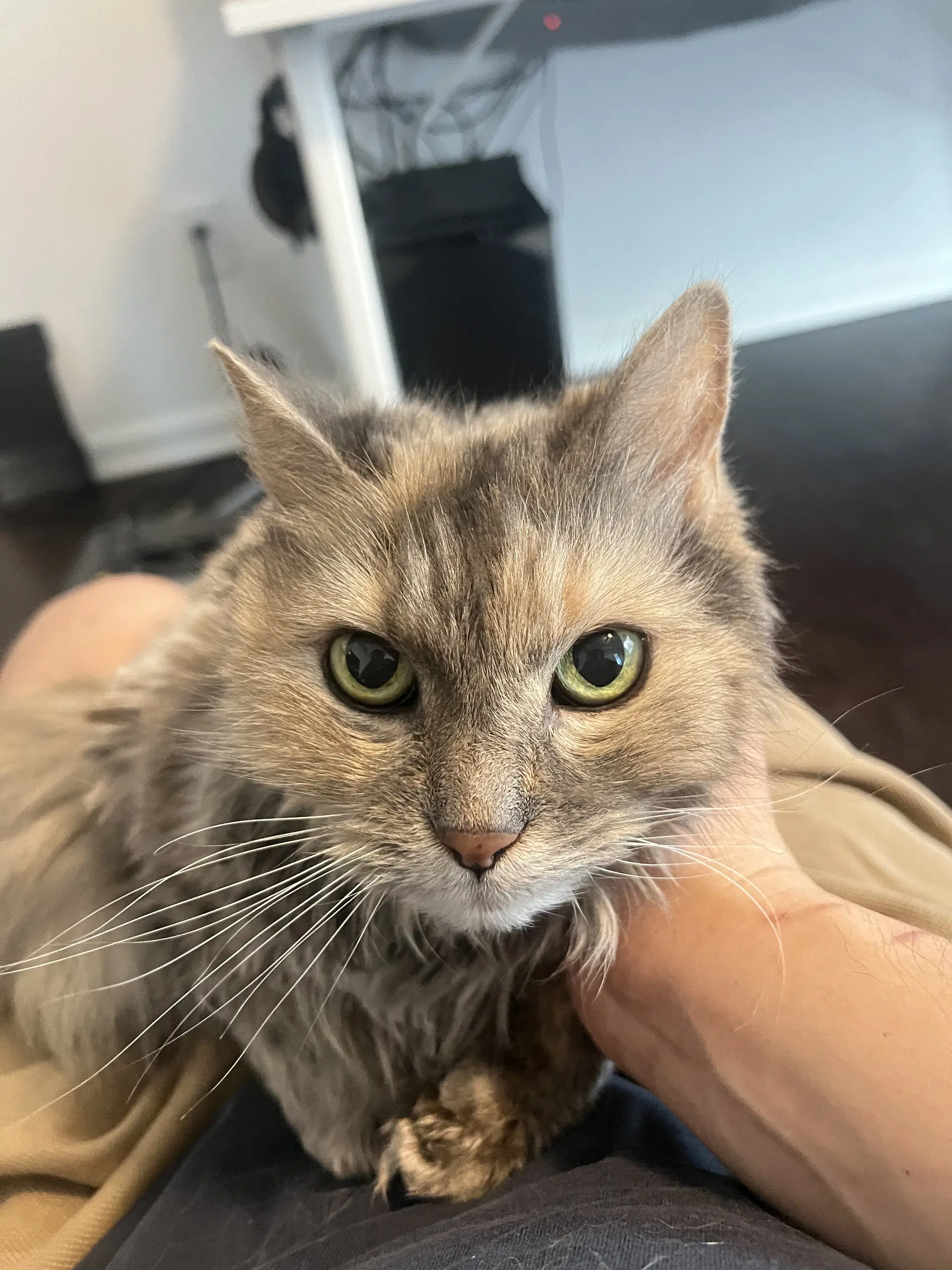 Biscuit - Domestic Medium Hair