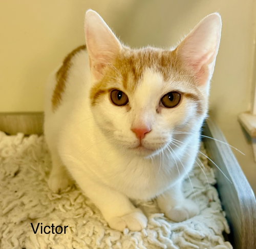 Victor