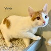 Victor