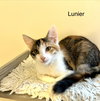 Lunier