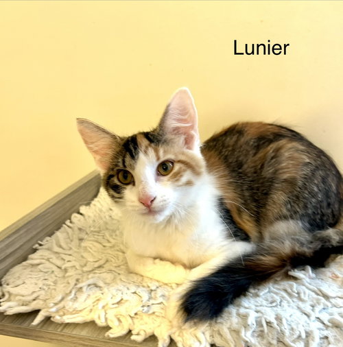 Lunier