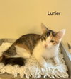 Lunier