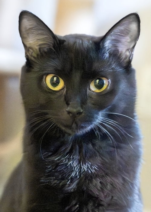 Mariposa, an adoptable Domestic Short Hair in Buford, GA