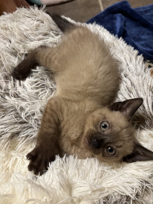 Leighton, Baby Siamese / Domestic Short Hair / Mixed, cat for adoption in Marietta, Georgia