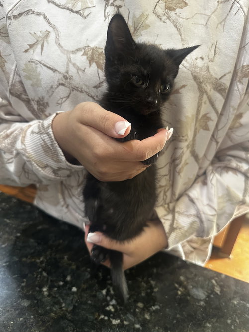 Licorice