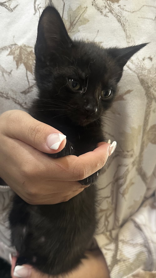 Licorice