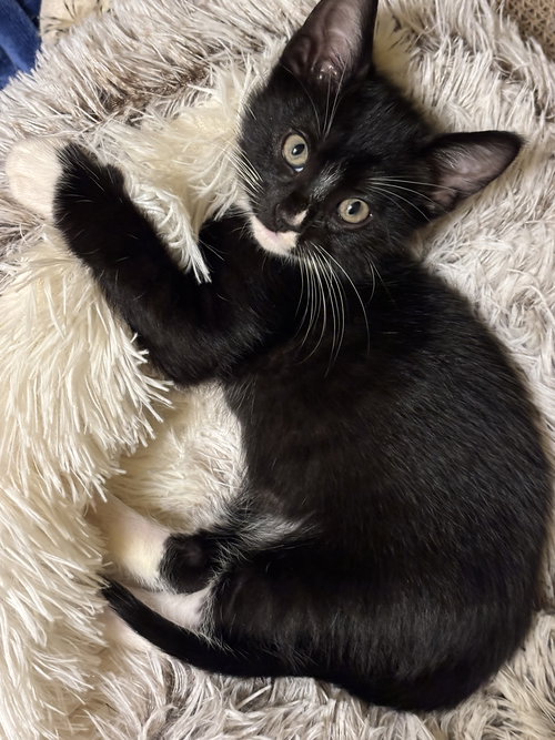 Loyal, Baby Domestic Short Hair / Mixed (short coat), cat for adoption in Marietta, Georgia