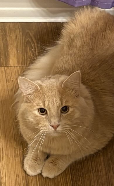 Ferris Beuller