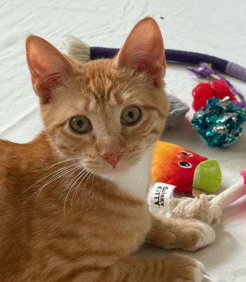 Gunnar, Baby Domestic Short Hair / Mixed (short coat), cat for adoption in Marietta, Georgia