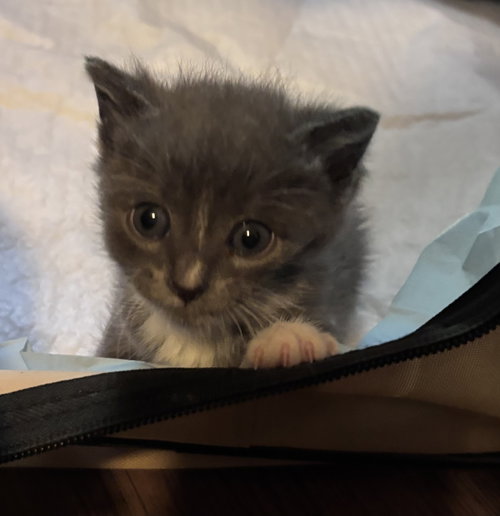 Frankie, Domestic Short Hair / Mixed (short coat), cat for adoption in Marietta, Georgia