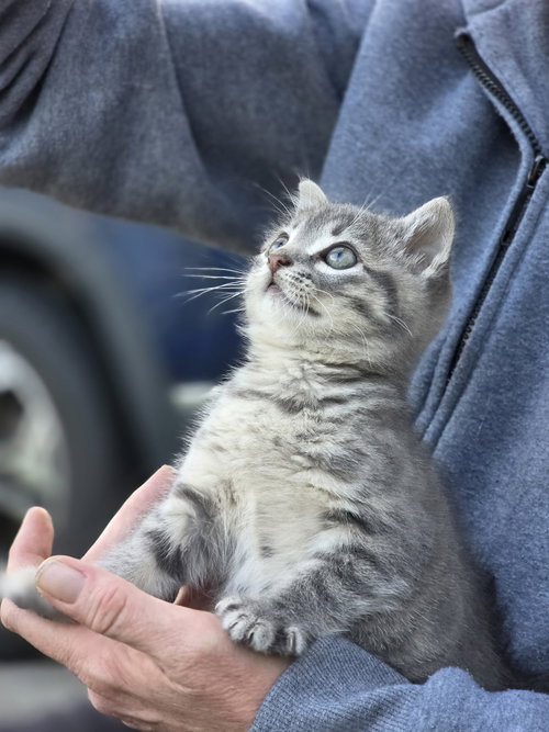 Tonka, Baby Tabby / Domestic Short Hair / Mixed (short coat), cat for adoption in Marietta, Georgia