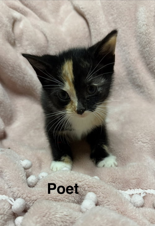 Poet, Baby Calico / Domestic Short Hair / Mixed (short coat), cat for adoption in Marietta, Georgia