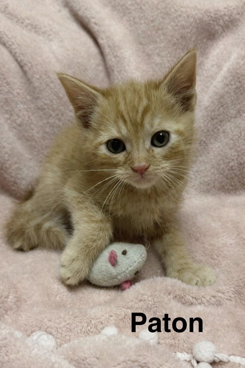 Patton, Baby Tabby / Domestic Short Hair / Mixed (short coat), cat for adoption in Marietta, Georgia