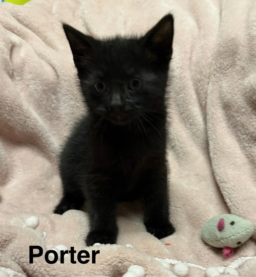 Porter, Baby Domestic Short Hair / Mixed (short coat), cat for adoption in Marietta, Georgia