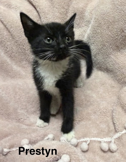 Prestyn, Baby Domestic Short Hair / Mixed (short coat), cat for adoption in Marietta, Georgia