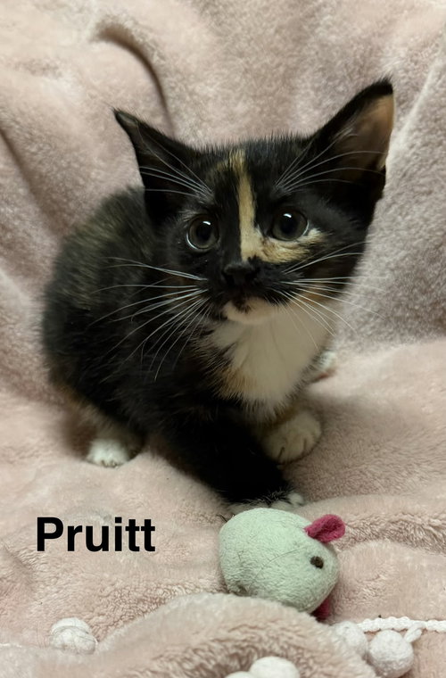 Pruitt, Baby Calico / Domestic Short Hair / Mixed (short coat), cat for adoption in Marietta, Georgia