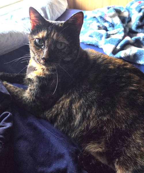 Cinnamon Toast, Adult Tortoiseshell / Domestic Short Hair / Mixed (short coat), cat for adoption in Marietta, Georgia