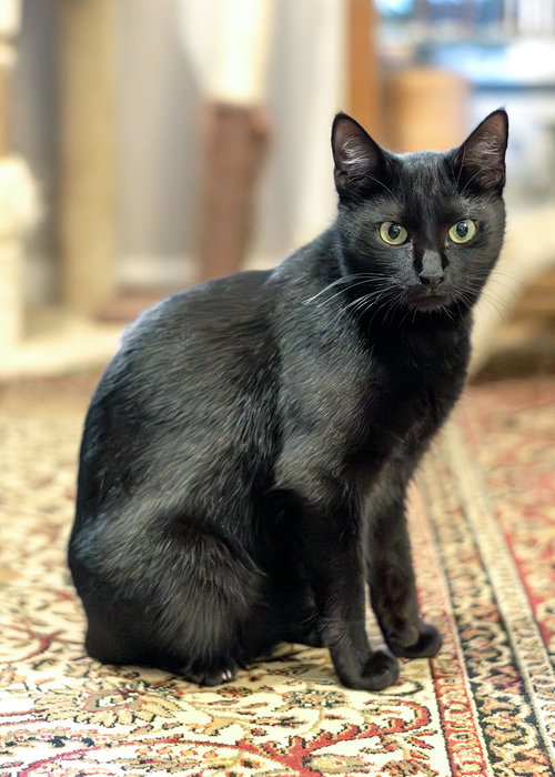 Friendly, Young Domestic Short Hair / Mixed (short coat), cat for adoption in Marietta, Georgia