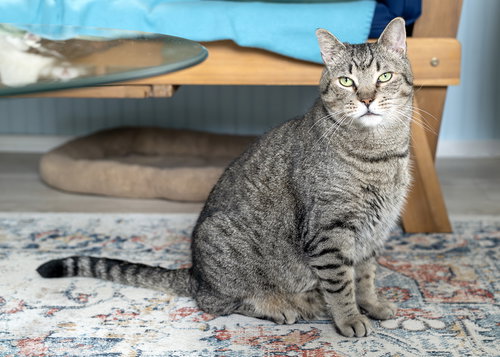 Bryn, Adult Tabby / Domestic Short Hair / Mixed (short coat), cat for adoption in Marietta, Georgia
