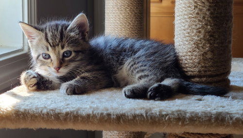 Dale, Baby Tabby / Domestic Short Hair / Mixed (short coat), cat for adoption in Marietta, Georgia