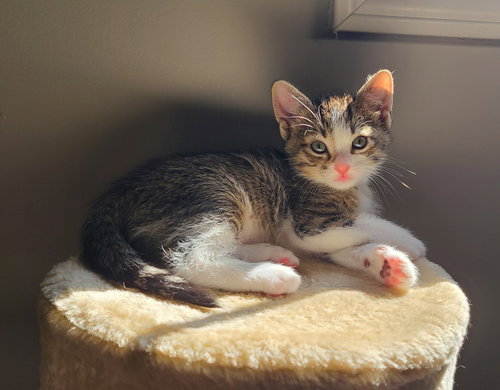 Augie, Baby Tabby / Domestic Short Hair / Mixed (short coat), cat for adoption in Marietta, Georgia