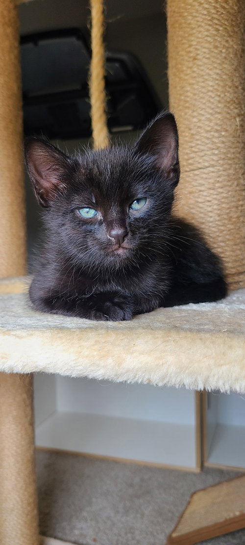 Jaws, Baby Domestic Short Hair / Mixed (short coat), cat for adoption in Marietta, Georgia