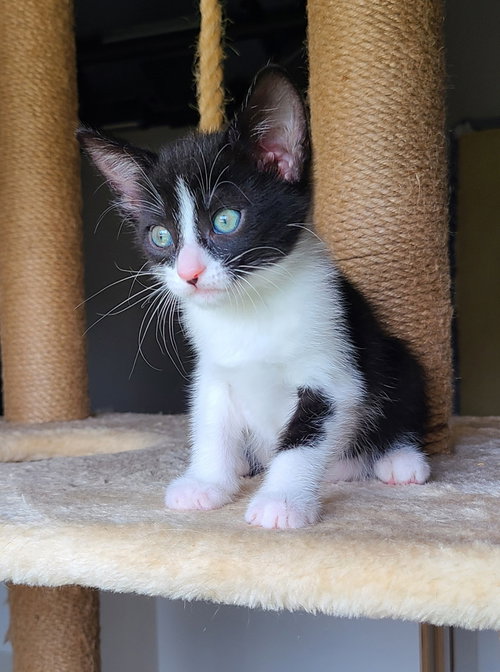 Lynette, Baby Domestic Short Hair / Mixed (short coat), cat for adoption in Marietta, Georgia