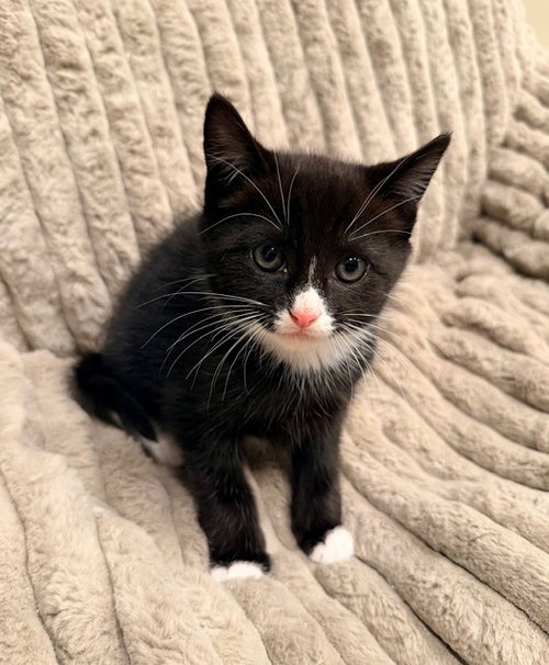 Balsam, Baby Domestic Short Hair / Mixed (short coat), cat for adoption in Marietta, Georgia