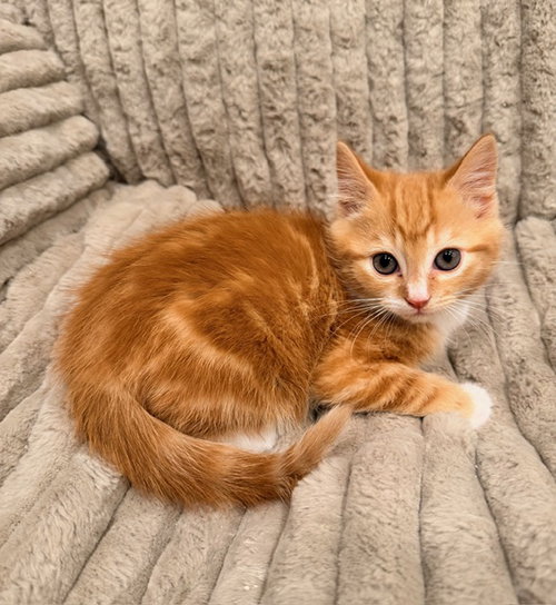 Barry, Baby Domestic Short Hair / Mixed (short coat), cat for adoption in Marietta, Georgia