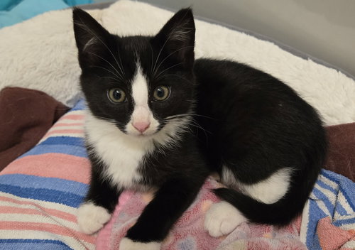 Vanta, Baby Domestic Short Hair / Mixed (short coat), cat for adoption in Marietta, Georgia