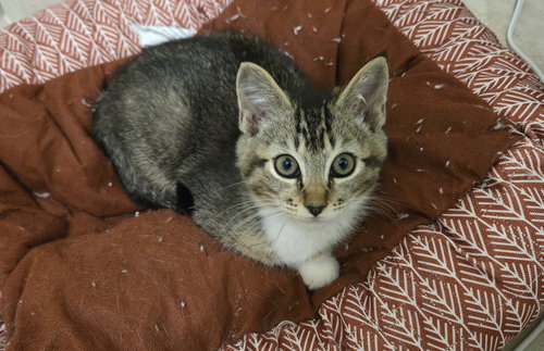 Verona, Baby Tabby / Domestic Short Hair / Mixed (short coat), cat for adoption in Marietta, Georgia