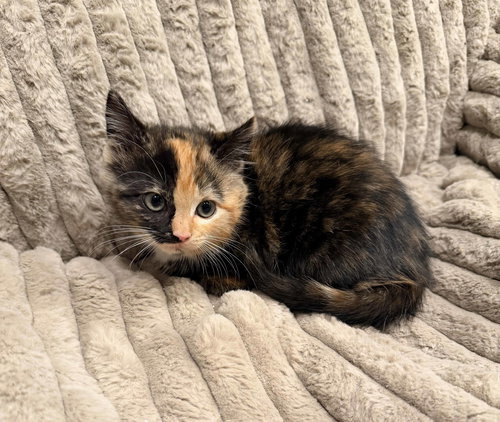Bethany, Baby Calico / Domestic Short Hair / Mixed (short coat), cat for adoption in Marietta, Georgia