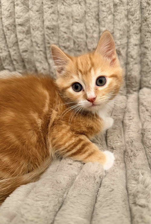 Brinkley, Baby Tabby / Domestic Short Hair / Mixed (short coat), cat for adoption in Marietta, Georgia