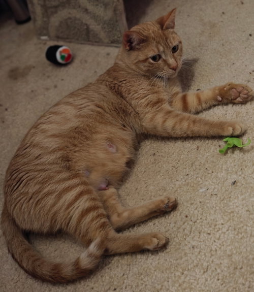 Nilla, Adult Tabby / Domestic Short Hair / Mixed (short coat), cat for adoption in Marietta, Georgia