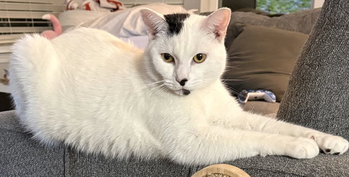 Liamm, Adult Domestic Short Hair / Mixed (short coat), cat for adoption in Marietta, Georgia