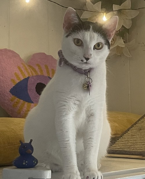 Lumi, Adult Domestic Short Hair / Mixed (short coat), cat for adoption in Marietta, Georgia