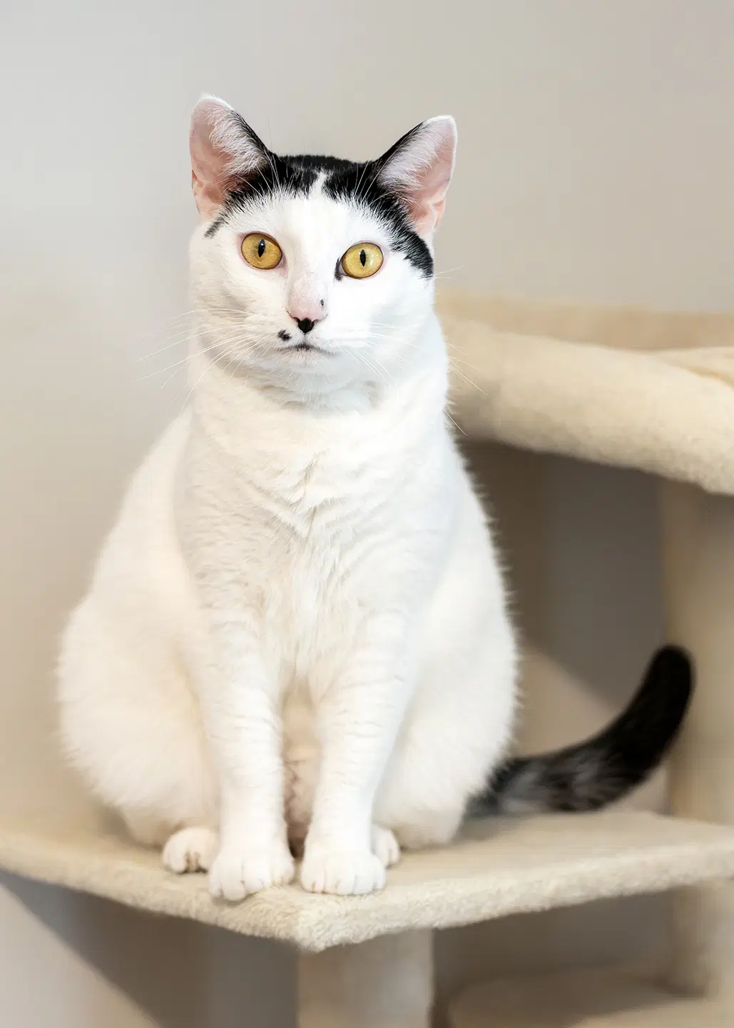 Lumi - Domestic Short Hair