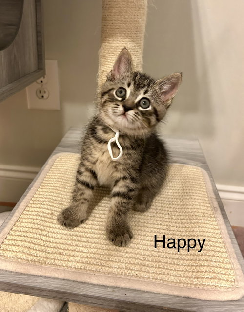 Happy, Baby Tabby / Domestic Short Hair / Mixed (short coat), cat for adoption in Peachtree Corners, Georgia