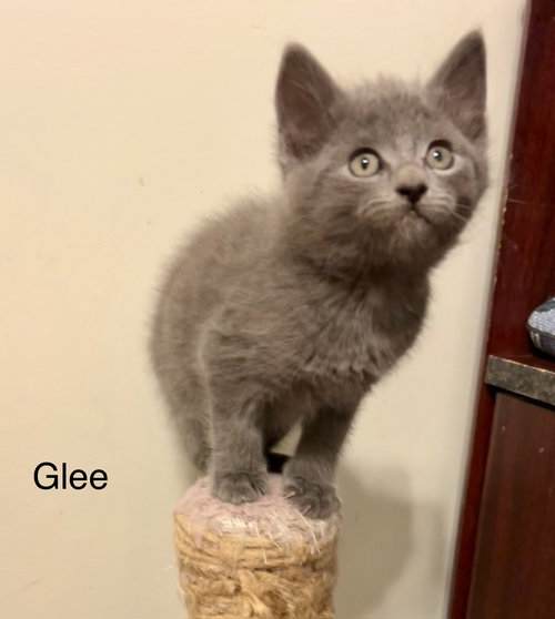 Glee, Baby Russian Blue / Domestic Short Hair / Mixed (short coat), cat for adoption in Peachtree Corners, Georgia