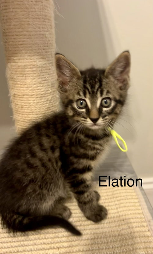 Elation, Baby Tabby / Domestic Short Hair / Mixed (short coat), cat for adoption in Peachtree Corners, Georgia