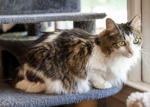 Ninjie, an adoptable Tabby in Buford, GA
