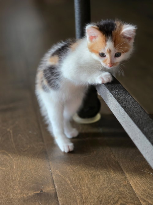 Triana, an adoptable Calico in Buford, GA