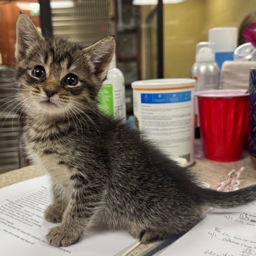 Aladdin, an adoptable Tabby in Buford, GA
