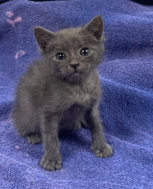 Prince Ali Ababwa, an adoptable Russian Blue in Buford, GA