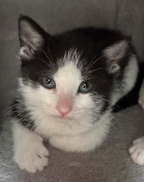 Demi, an adoptable Domestic Short Hair in Buford, GA