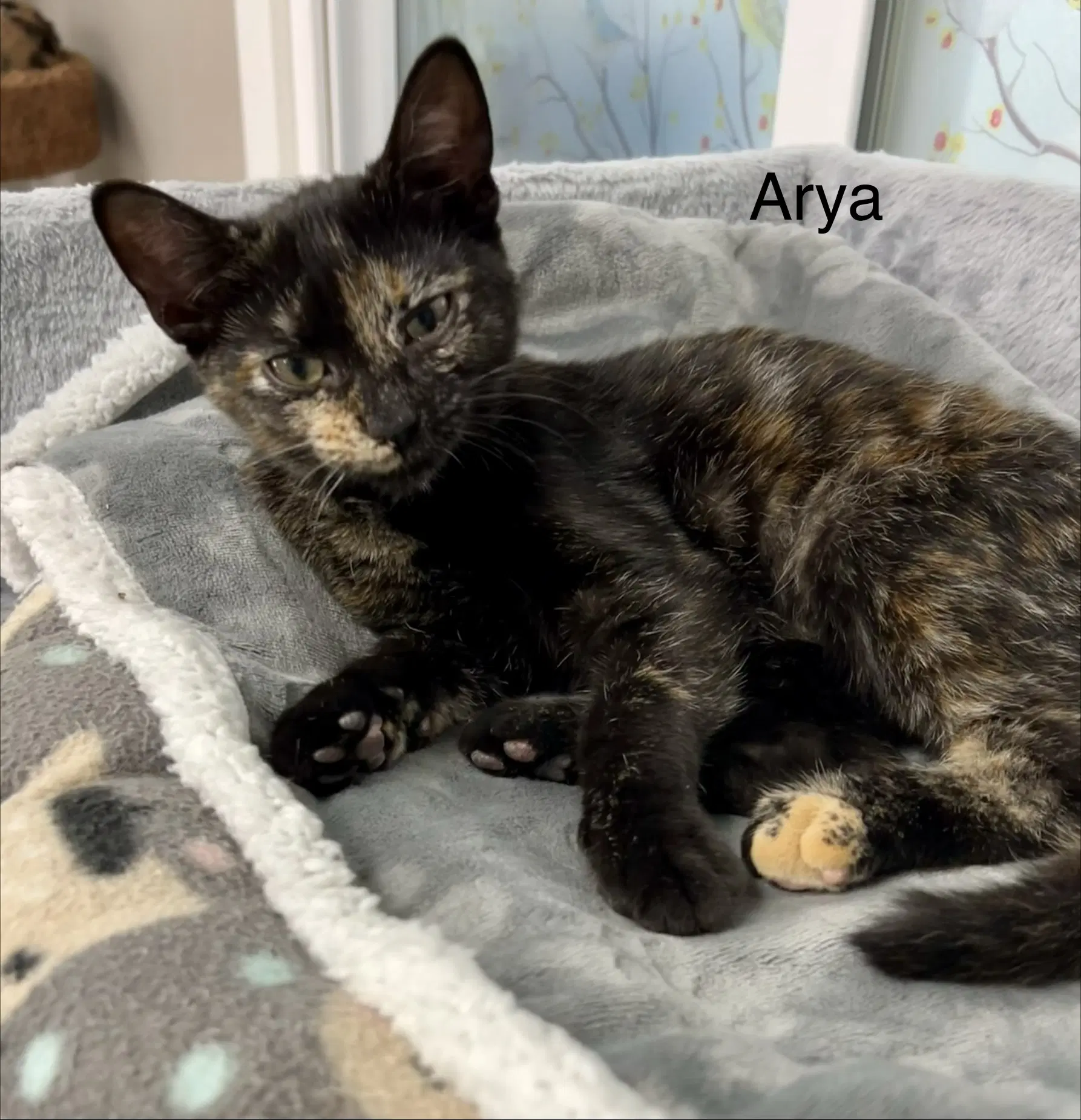 Ayra image 2