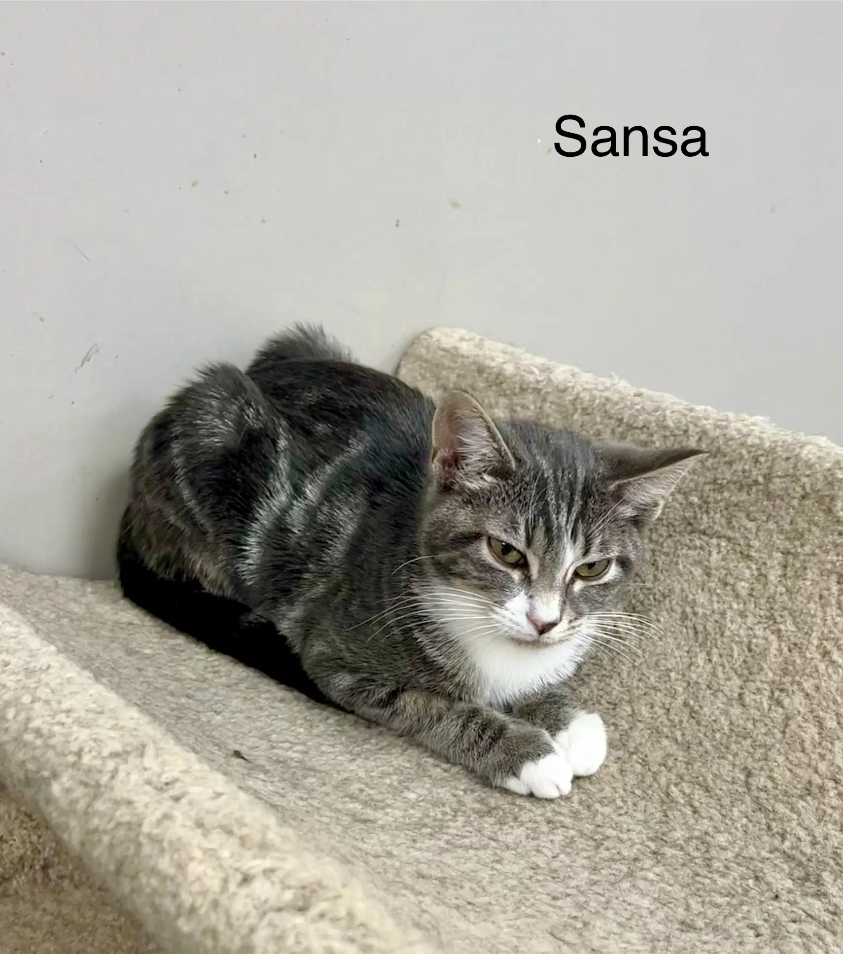 Sansa - Tabby